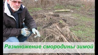 Размножение смородины зимой