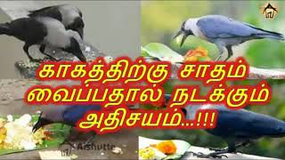 காகத்திற்கு சாதம் வைப்பதால் நடக்கும் அதிசயம்...!!! It's make miracle...!!!