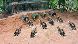 Awesome Quick Bird Trap Using Bamboo Palm Wine & Net That Work 100%