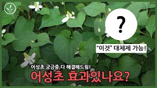 #28 아토피,주사피부염,홍조,지루성피부염에 어성초가 효과가 있나요?