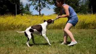 Amazing Dog Tricks by Morgan the English Pointer