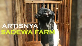 DOLAN KANDANG SADEWO FARM KAMBING BREEDING DAN KONTES MILIK BAPAK BUDI TUGU TRENGGALEK