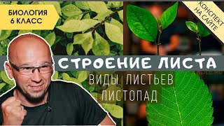 Лист. Его строение и значение. Биология 6 класс Внешнее и внутреннее строение листа Функции Листопад
