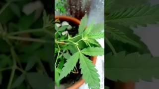 Желтеют кончики листьев марихуаны #2