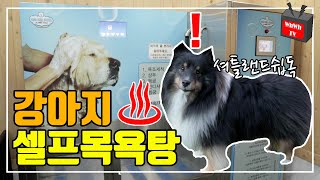 (셀프 강아지 목욕장) 셔틀랜드 쉽독 목욕시키기!! 24시간 무인 셀프 목욕 샵!! ( 반려동물 / 샤워장 / 샤워실 / 대형견 / 털 말리는 기계 / 마이리틀프렌드)