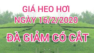 giá heo hơi ngày 16 tháng 2 năm 2020 và bảng giá heo hơi 3 ngày tới có chặn được đà giảm không