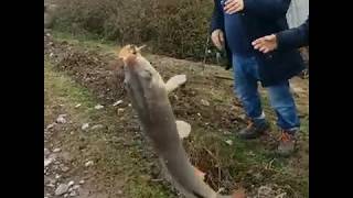#Sazanavı#balıkavı#fishing#Bafra sazan avı,