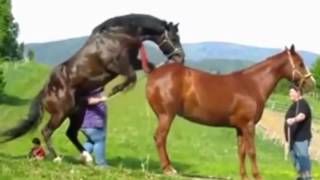Horse Mating with Horse - Animals Having Fun With Each Other