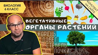 Корень растения. Побег и почки. Биология 6 класс. Строение стебля. Корневая система. Органы растений