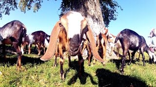 Англо-нубийские козы на Урале.
