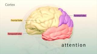 Human Brain: Major Structures and their Functions