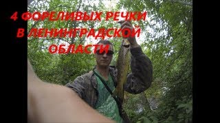 4 ФОРЕЛЕВЫХ РЕЧКИ 60FPS ПОСЛЕДНИЕ ДНИ ЛЕТА В ЛЕНИНГРАДСКОЙ ОБЛАСТИ СЕВЕРО-ЗАПАД BNN-FILM