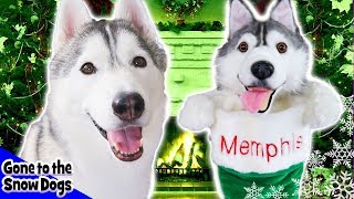Cuddle Clone Christmas Stockings | Clone your Dog