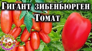 Томат Гигант Зибенбюрген  (Giant of Siebenburgen)