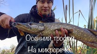 Осенний трофей на микроречке. 2016