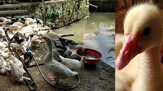 JAGA KEBERSIHAN, JAGA KESEHATAN. BERSIH-BERSIH KANDANG SEWAKTU MASIH BETERNAK BEBEK ENTOK.