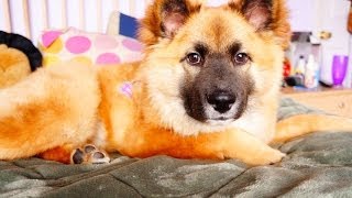 Furry Friend Tag