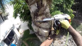 גיזום דקל קוקוס בטיפוס - Queen palm pruning