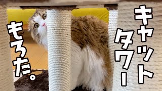 キャットタワー完成が待ちきれず遊びたくてたまらないもふ猫がかわいすぎる件
