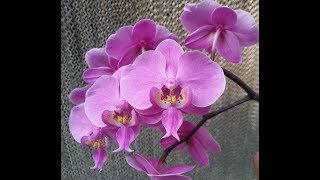 МЕГА ДЕТКА Ф. ШИЛЛЕРИАНА