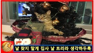 고양이 크리스마스 트리 장식품 이 아니라고 날 찾기말게 집사 고양이 변신 | 모야모야패밀리 MOYAMOYA FAMILLY(MMF)