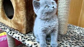 Британский котенок стучит зубами