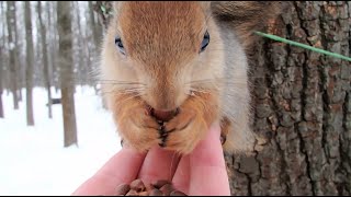 Кормлю того самого бельчонка. Он неплохо выглядит / I'm feeding that squirrel. He looks good