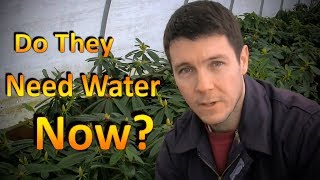 Should You Water Dormant Plants Through the Winter?