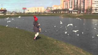 04.04.2016 Весна.Чайки в городе.