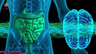 Stomach Colon & Digestion Disorder Treatment ➤ Theta Binaural Beats ➤ Sound Therapy #GV350