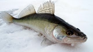 Рыбак Рыбаку 479 "Камское устье ч.2"