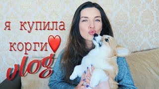 ВЛОГ: НОВЫЙ ДОМ И Я КУПИЛА ВЕЛЬШ КОРГИ ПЕМБРОК