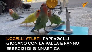 Uccelli atleti, i pappagalli giocano con la palla e fanno esercizi di ginnastica