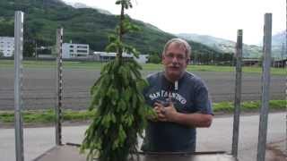 Die Hängefichte - Picea abies inversa