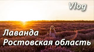 Лавандовое поле в Ростовской области. Хутор Старозолотовский.