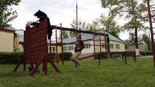 Грюнендаль Гектор. Дрессировка и дог-фризби. Ultimate dog frisbee tricks