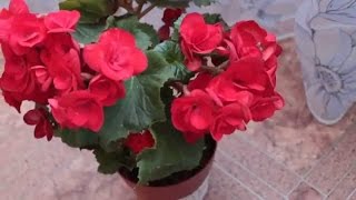Комнатные цветы. Бегония Цветущая. Размещение. Уход. Вредители и болезни. Размножение.
