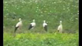 Аисты - Stork
