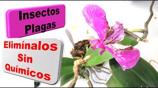 La Doctora María Fernanda en el Show de Fernando Hidalgo. Cómo atraer pájaros al jardín. Episodio 5