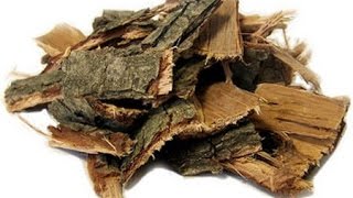 Дуб. Лікувальні властивості дубової кори