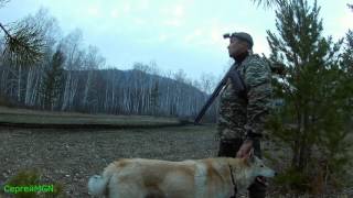 На вальдшнепа-4 (2017).