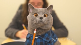 Aaron's Animals NEW VIDEO COMPILATION 2017 || FunnyVines