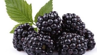 فوائد التوت الأسود كتغذية علاجية لسرطان و فيرسات الكبد