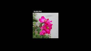 [free] sad lo-fi / joji / frank ocean type beat - "darling"