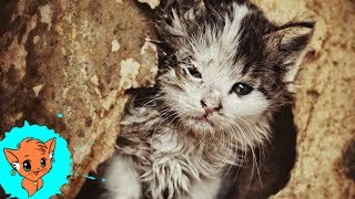 5 ВОЛНУЮЩИХ СЛУЧАЕВ СПАСЕНИЯ ЖИВОТНЫХ [РЫЖАЯ]