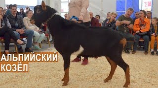 Козел-производитель альпийской породы. Вторая Всероссийская выставка молочного козоводства