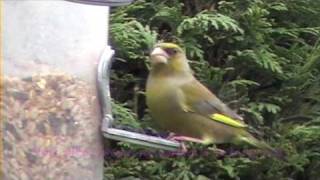 Garden Bird Feeder - Wild Birds Feeding
