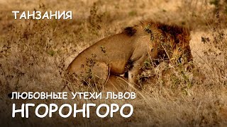 Мир Приключений - Любовные утехи львов Нгоронгоро. Львы и буйволы. Lions vs buffaloes. Ngorongoro.