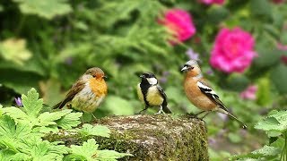 Videos for Cats to Watch : Birds in The Rose Garden