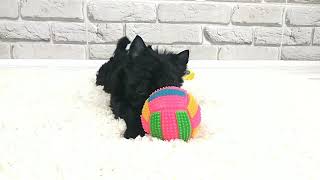 Черный Йорк, Black york, York black not tan, Купить Йорка, питомник Снежное Королевство